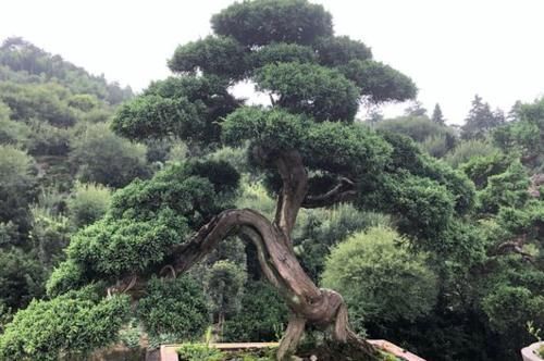 光棍树|家中无法养这三类绿植,白送都不要,危害很大不建议养