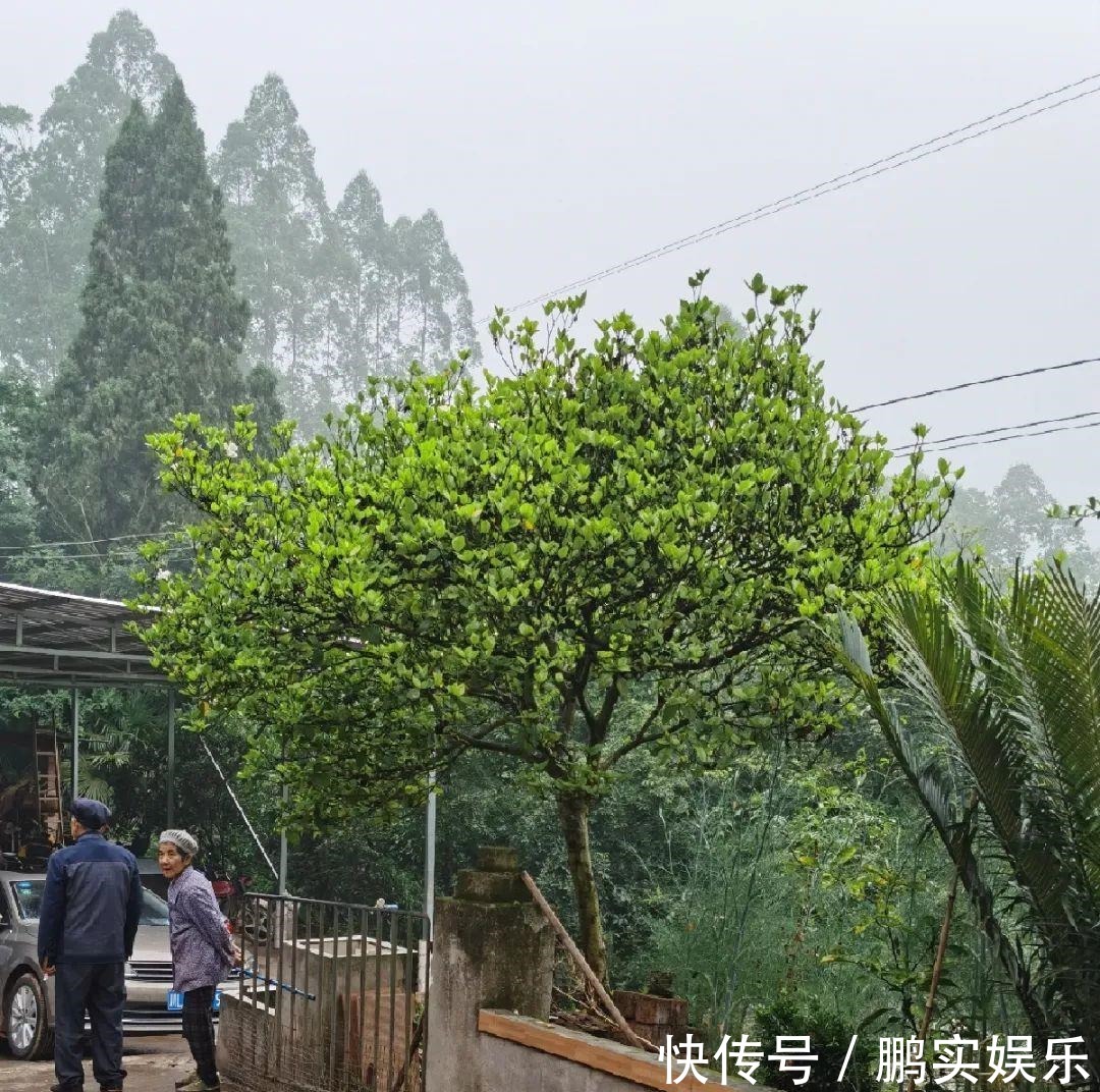 门口养棵大花树,风吹就开花,20年变成传家宝!