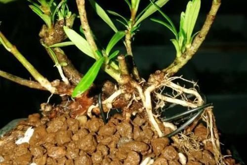 栀子|看着很一般的花，动动手就能变精品盆景，赚大了，花开一茬接一茬