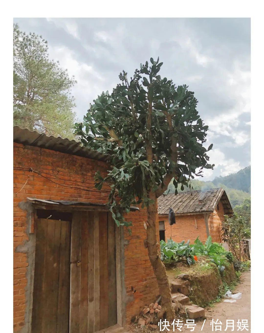 花也能成精,养成巨无霸,一次开花50朵,比小孩还高!