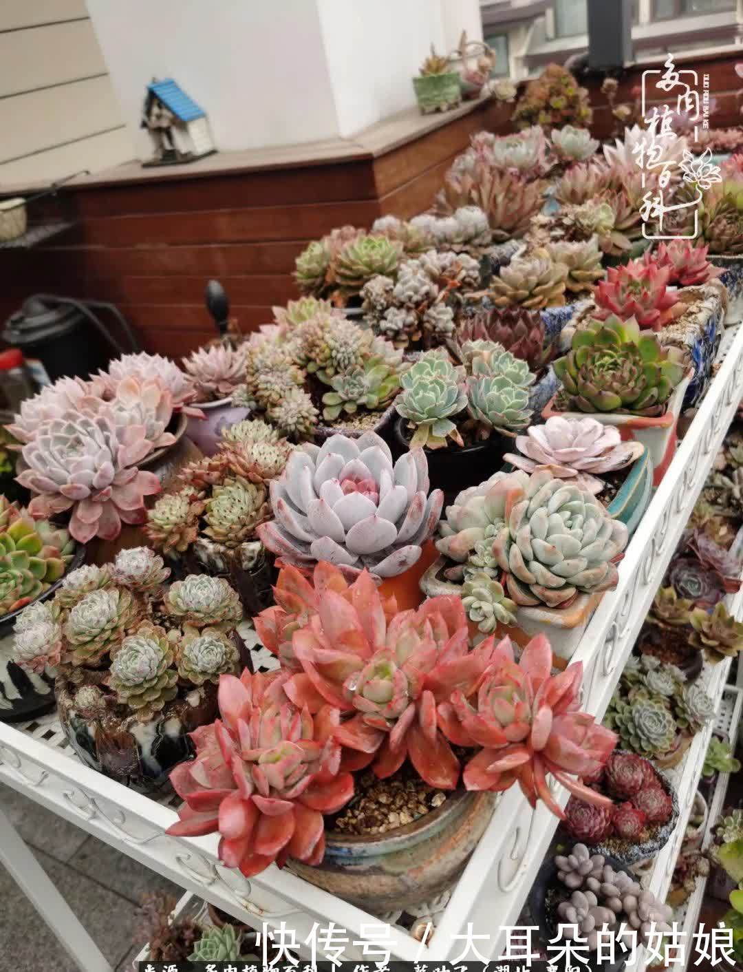 春暖花开,万物复苏,多肉迎来最美时光!