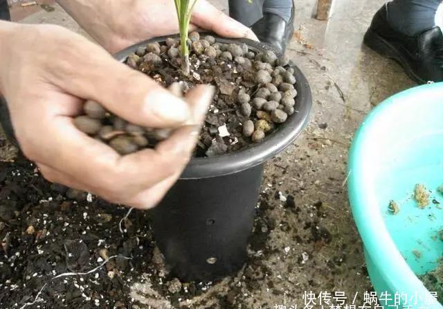 三角梅|三角梅迟迟不开花,这种浇花水“喷一喷”,红艳艳的花苞长满枝