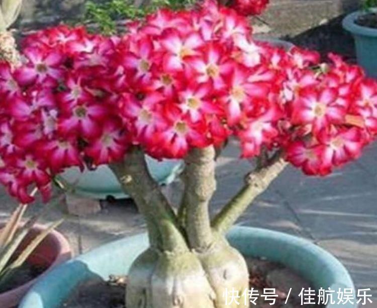 美极了|夏天“盛开”的几种花,越热越开花,家中养2盆,美极了