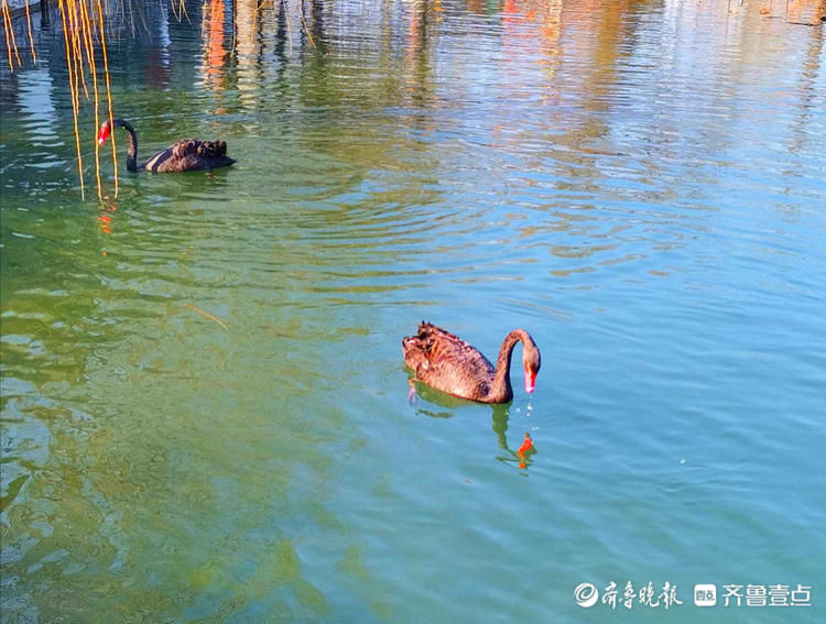 济南百花洲的春天来啦，鸭子、天鹅水中畅游|就地过年?春在身边| 济南百花洲的春天来啦，鸭子、天鹅水中畅游\＂,\＂i12\＂:\＂就地过年?春在身边