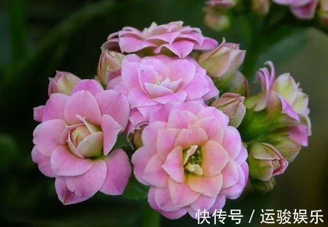 花朵|长寿花的花朵凋谢之后要怎么处理,来年才更好开花呢