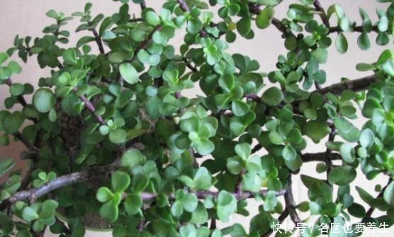 黄叶|养金枝玉叶，不注意“2点”，叶片哗哗掉，小心变光杆！