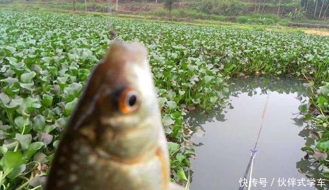  阴天情况下|深秋阴天不断，掌握这几个细节，野钓大板鲫不是难事！