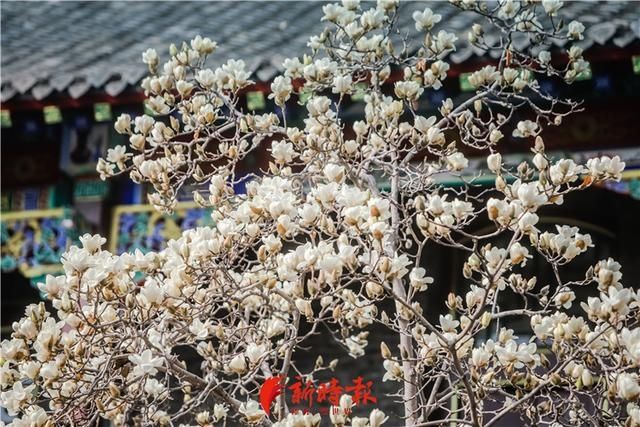 中薪|趵突泉白玉兰绽放 奏响春天序曲