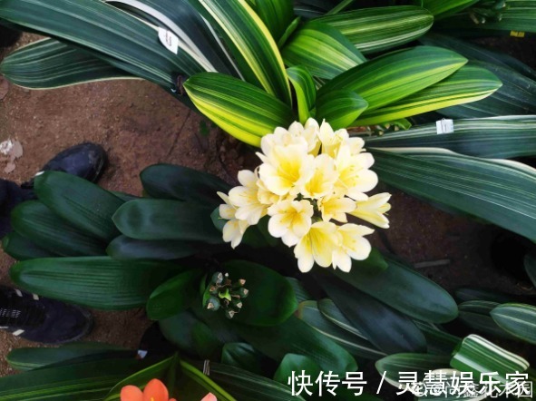 3种植物是老酒鬼，一喝啤酒就疯长，根本不用施肥！