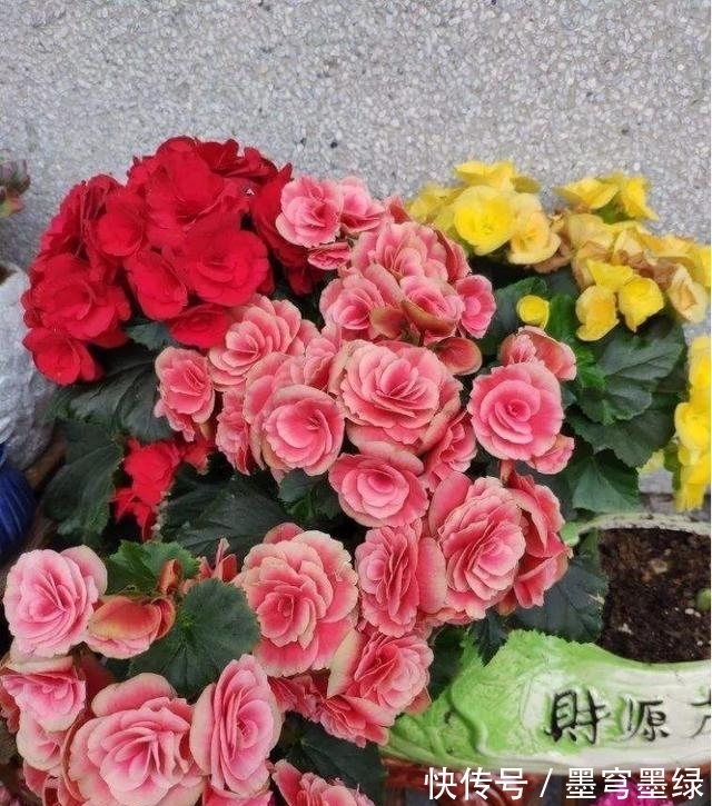 9种花不用花钱买,掐根枝条插土里,2周即可生根,好养易成活