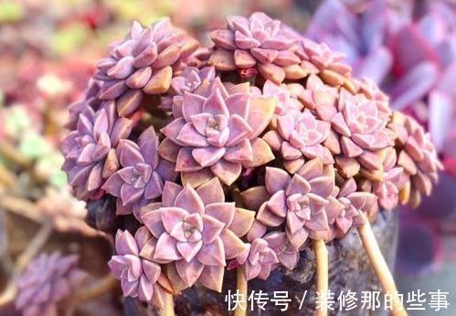 养好多肉紫乐,有2个简单的方法,颜色更漂亮,变多头老桩