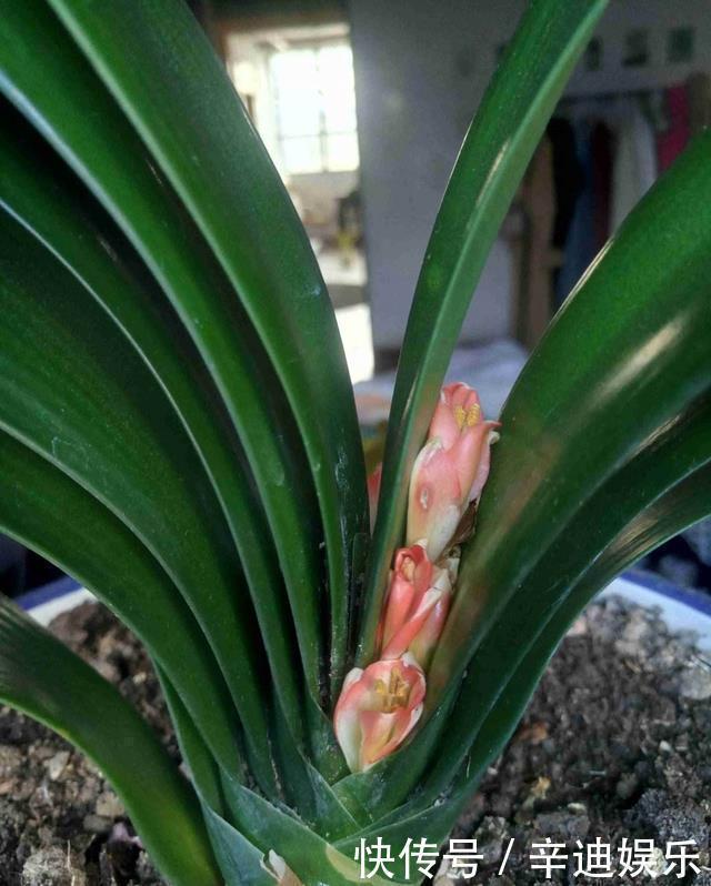 君子兰分“公母”？满足三要素，叶片青翠如折扇，清香宜人小半年