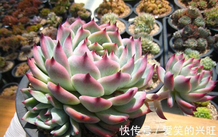 新叶|给吉娃娃砍一刀,养俩月爆出一圈崽,扦插单头也长新叶了,真开心