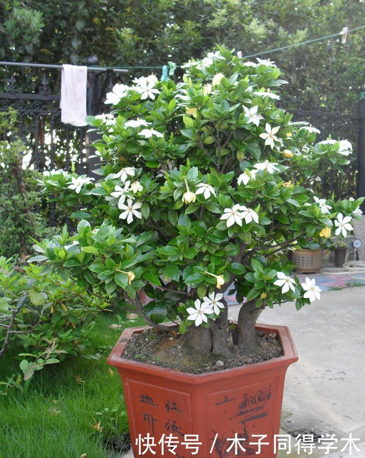 花树|4种“富贵花”,越养越值钱,价值上万元,能换很多“养老钱”