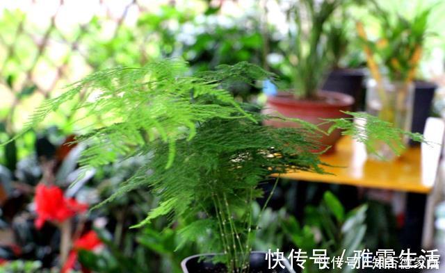 天冷文竹容易黄叶,准是5个原因导致的,冬季养它要合理避免!