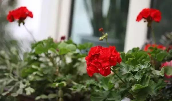 光照|为什么家里的花卉从来不开花建议你从这几个方面来排查