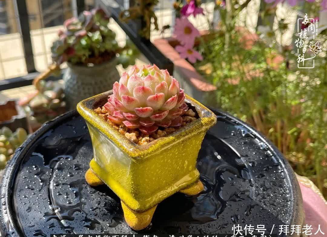 多肉与我，不负时光韶华！