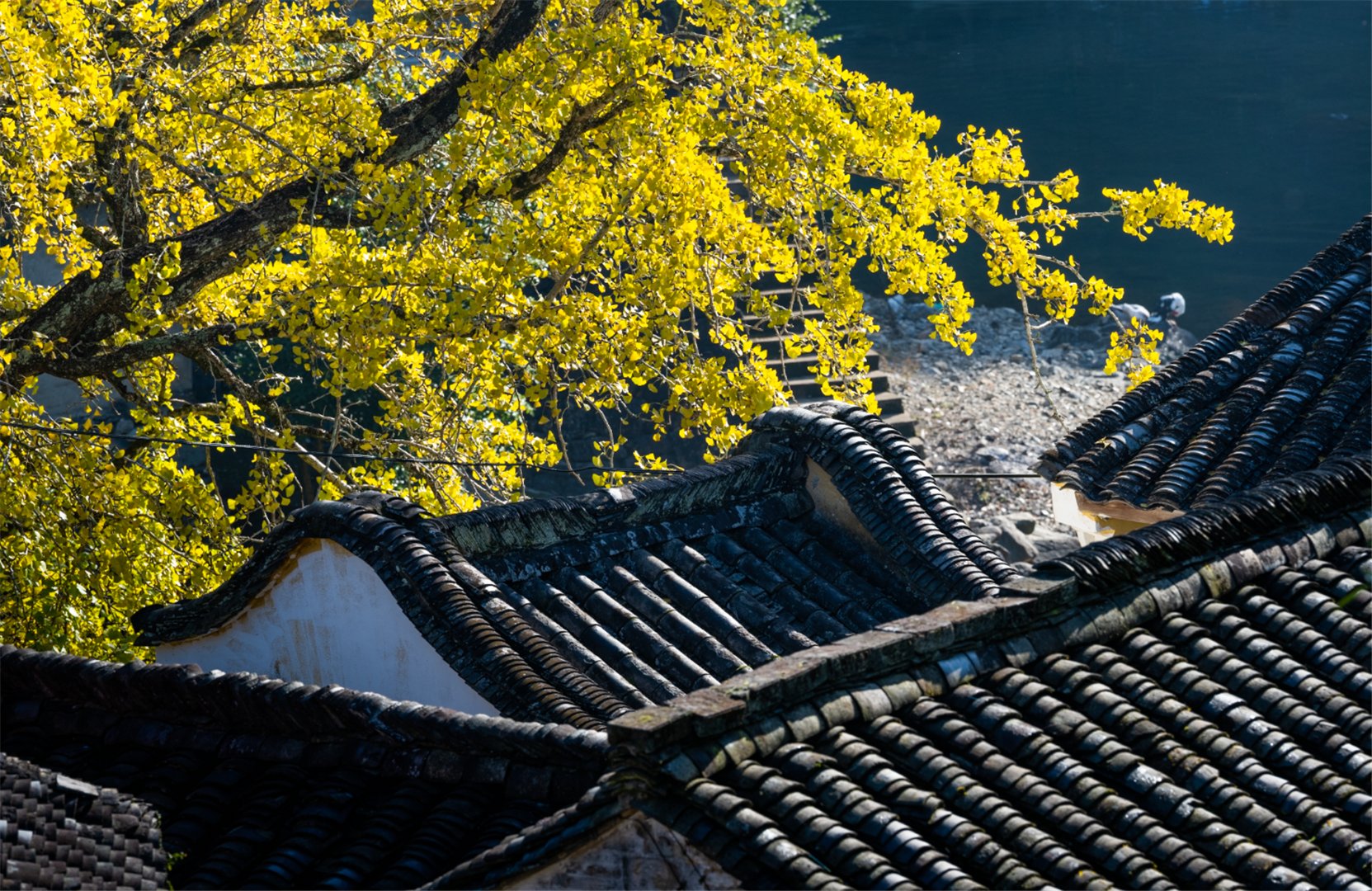 宁海|小溪潺潺、银杏叶落！宁海西部大山的秋景可别错过了