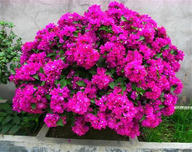 三角梅换盆有诀窍，掌握5要点，不伤根长得快，轻轻松松开爆盆