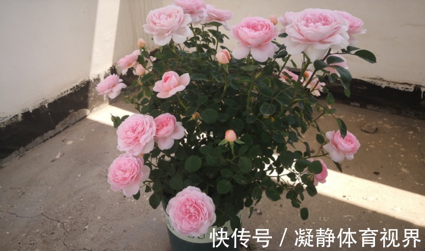 喜欢月季，挑这3样微型种盆栽，搁阳台养眼，打理难度低