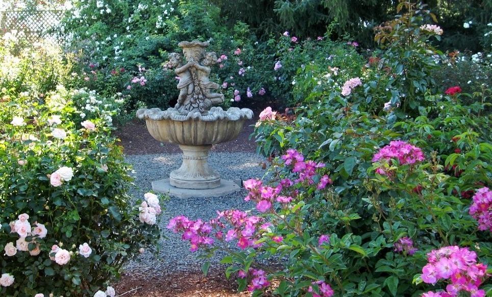 新手月季种植手册，修剪、病害防治等教程，种月季不再难