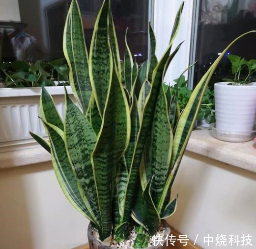 家中养盆虎皮兰,用点“小技巧”,叶片肥厚油亮,新芽窜满盆