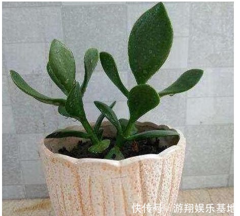 玉树|玉树不开花老花农教你这样养,叶片绿的发亮,花开爆盆!