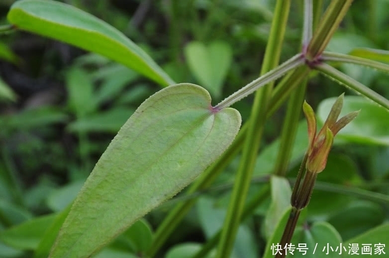 它是人人称赞的“活血丹”,价值宝贵得珍惜,若见着还请保护好