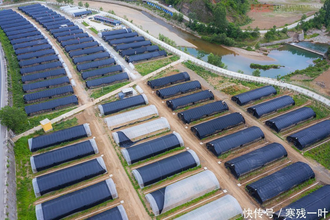 科技|走进陕西木耳种植基地，素食之王是这么长的，科技的力量太强大