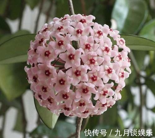 4种花耐阴能力强,而且都是观花植物,家里光照不好也能养