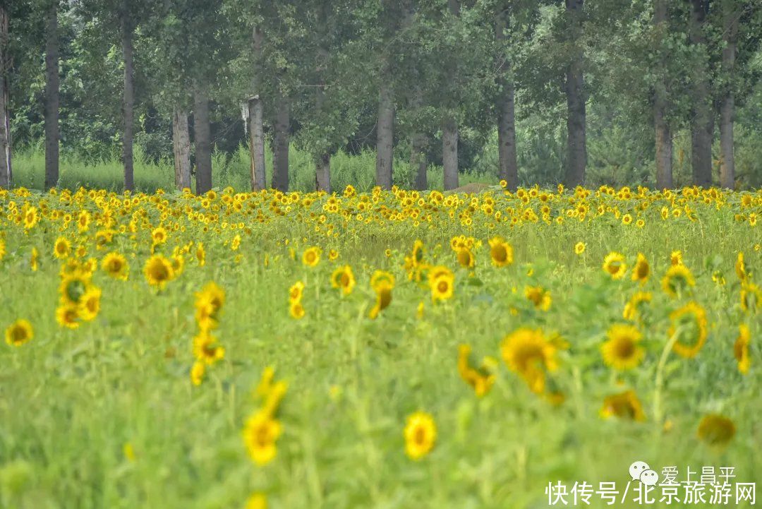 花海|昌平金色花海初盛开，云赏美醉乡村的向日葵