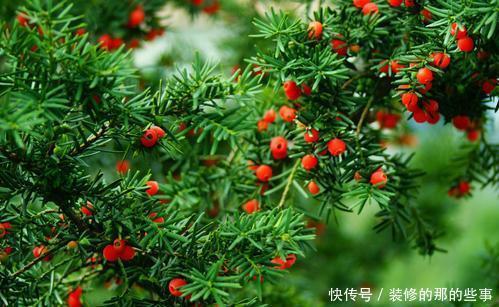  盆景|4种花，养成盆景高贵典雅，谁见了都夸美，值得拥有！