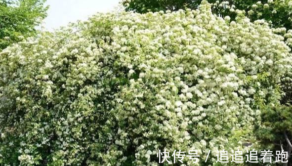 还在养吊兰3种花剪根枝，插土里就能活，半年成花墙，太惊艳了
