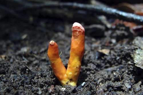 澳大利亚首次发现世界上最致命的蘑菇 火珊瑚毒菌 Poison Fire Coral 快资讯