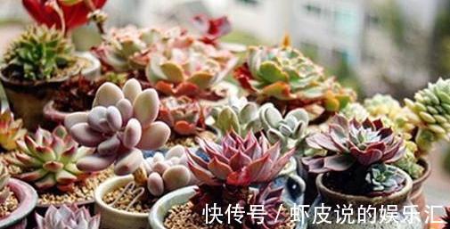 冬季多肉怎么养，做好3点，叶片上色快，轻松养出好状态