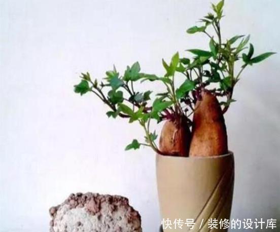 吃剩|还在花钱买绿植?5种吃剩的蔬菜,给点水就能长成盆栽