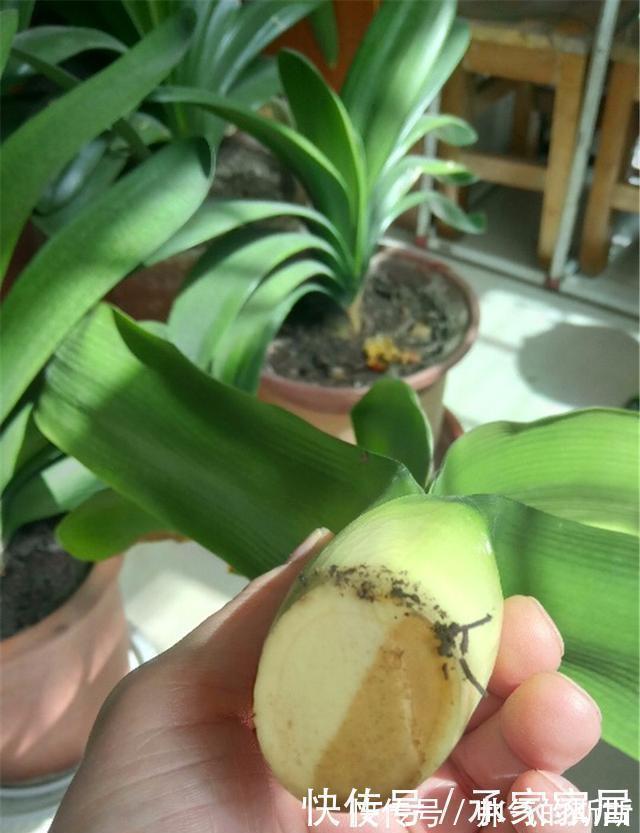 养护|李大姐养君子兰,开春切一刀,养60天,冒出9个芽,要爆盆了