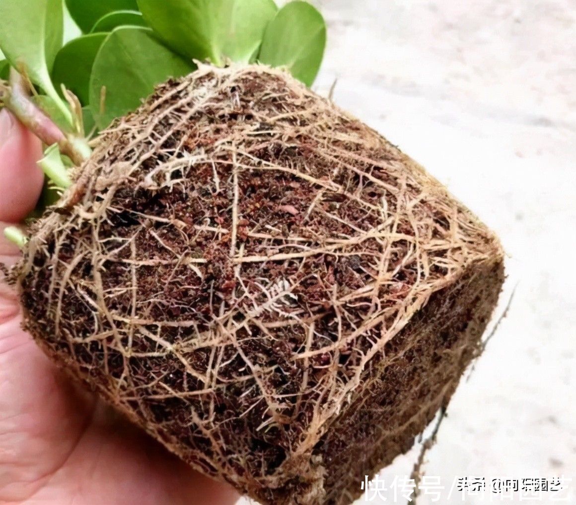 成品|不要再买成品营养土，不划算，不好用，全都是椰糠，很差劲