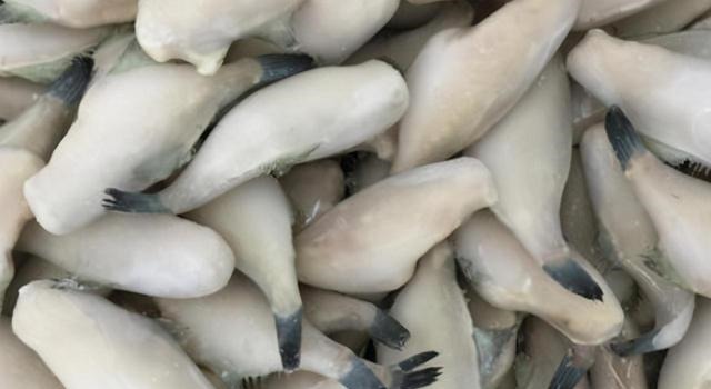 此鱼因是冷冻的被人瞧不起，实际它比带鱼更营养，味道比鲫鱼还香