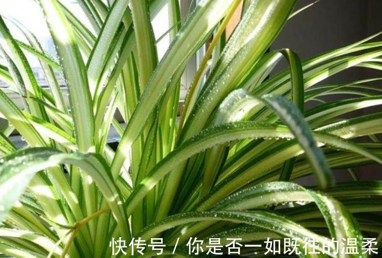 过氧化氮|3种花谁见了都喜欢，15元就能买两盆，而且好养又漂亮