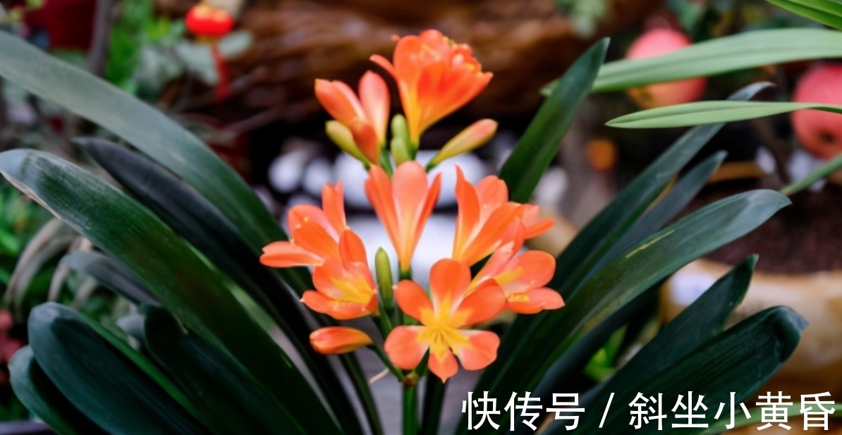 换盆|君子兰想要明年开花,春季就要换盆,掌握好技巧,才能长得旺盛