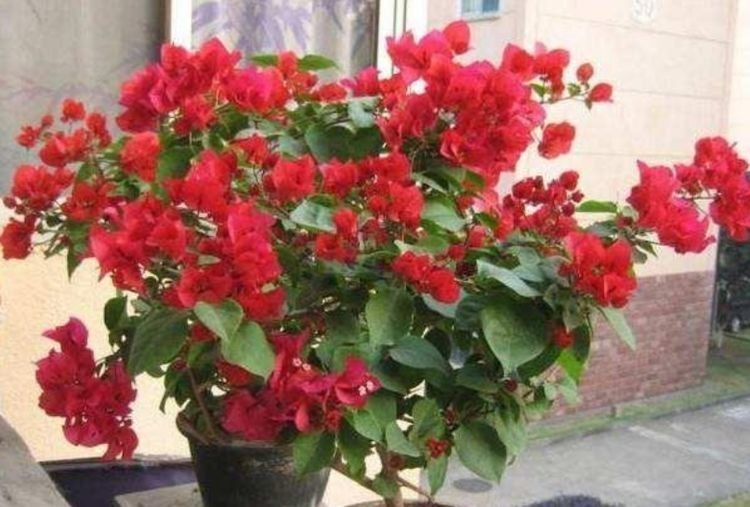 养花试试几种花期长的,花大色艳颜值个,越剪长得越旺