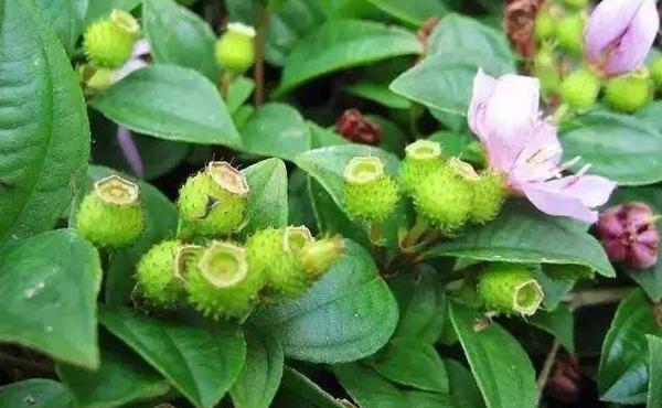 聪明的人爱吃3种食物，营养丰富、延缓衰老，身体棒棒哒！