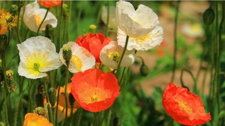 “4种花”美的出奇,不仅花好看,名字也好听,尤其第2种!