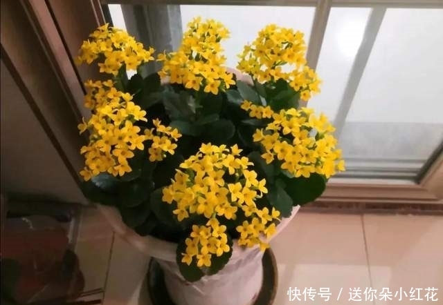  冬天如何使用“磷酸二氢钾”给长寿花促花？