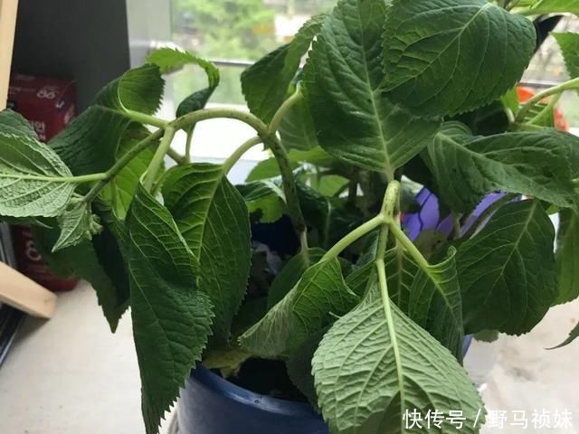 叶子|6种花一天不浇水,叶子就耷拉,缺水3天就死翘