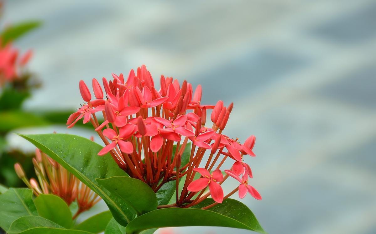 龙船花怎么养?养好龙船花,你需要这么做