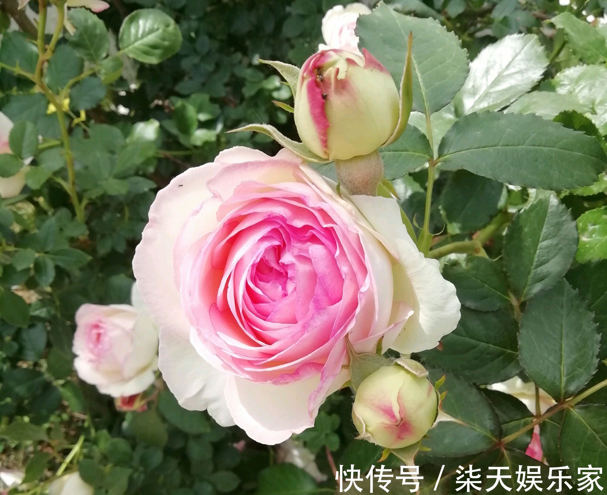 阳台上|月季花怎么养才会枝壮花多长势旺农艺师分享要注意的5个方面