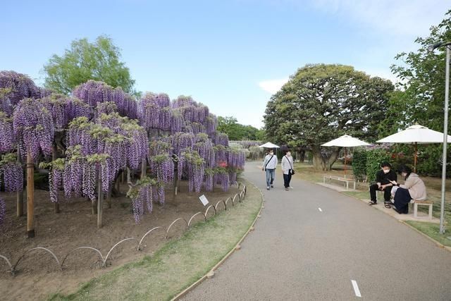 日本足利：紫藤花开