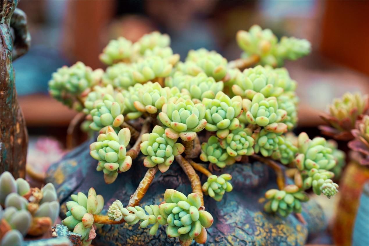 多肉叶|多肉叶插育苗：从摘叶子到出苗，这些小细节都该多注意